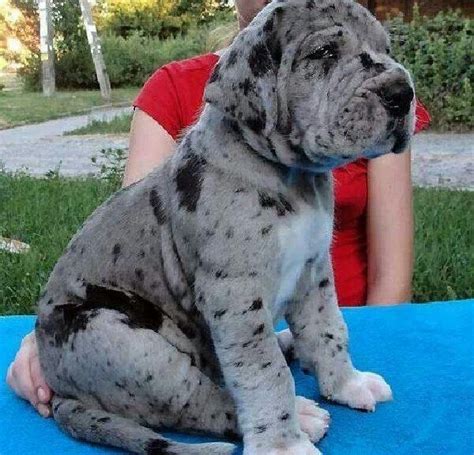 Only guaranteed quality, healthy puppies. Puppy Merle colored Great Dane - Grant needs one!! | Dane ...