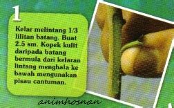Cara perbanyak durian musangking ala malaysia. Anim Agro Technology: DURIAN - CANTUMAN MATATUNAS