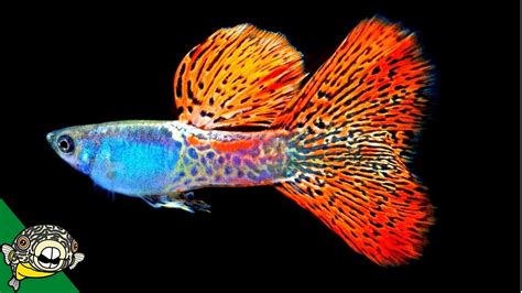 Red — only fight (declaration 2020). Red Russian Lace Guppies and Orange Shrimp - Aquarium Co ...