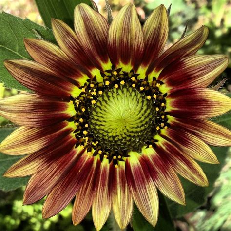 Unique Sunflower Artes