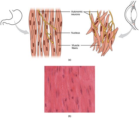 It is divided into two subgroups; This diagram shows the structure of smooth muscle. To the left of the figure, a small diagram of ...