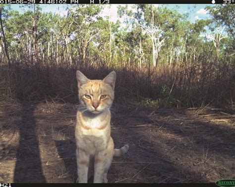 Responses Of Threatened Species To Cats And Fire Management In Kakadu