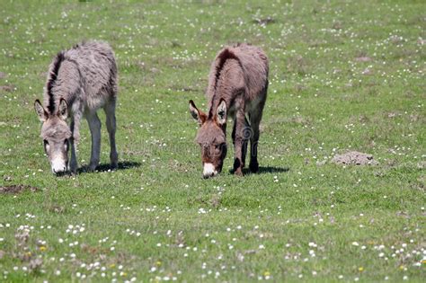 Donkeys On Pasture Stock Image Image Of Grass Countryside 30500117
