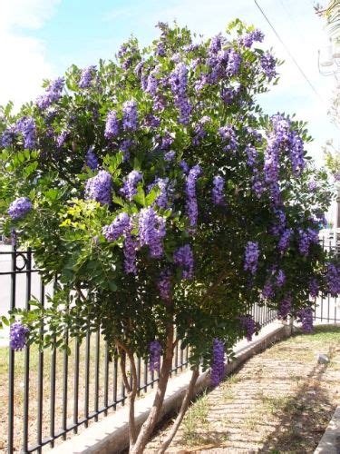 Texas mountain laurel or mescalbean (referring mainly to the red seeds) family: photo SA22-24-13037_zpsef999b71.jpg | Laurel shrub, Texas ...