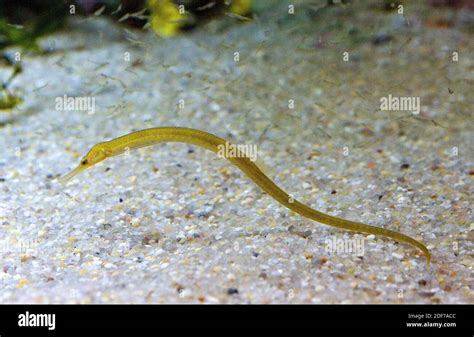 Greater Pipefish Syngnathus Acus Is A Marine Fish Native To