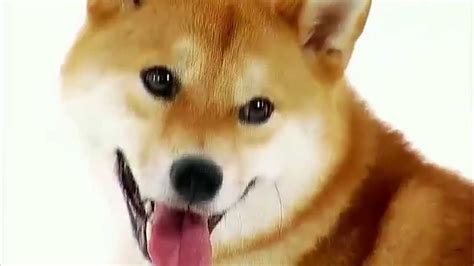 Doge 1080x1080 Doges Share Doge Wallpaper 1920×1080 With Your
