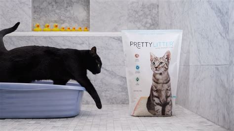 Prettylitter Review Is This Health Monitoring Cat Litter Worth The
