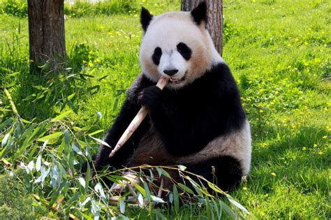 Gambar Gratis Panda Bear Makan Bambu Tanah