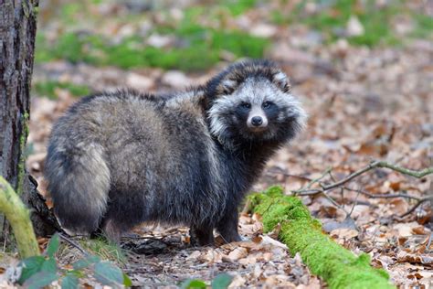 Raccoon Dog Facts Critterfacts
