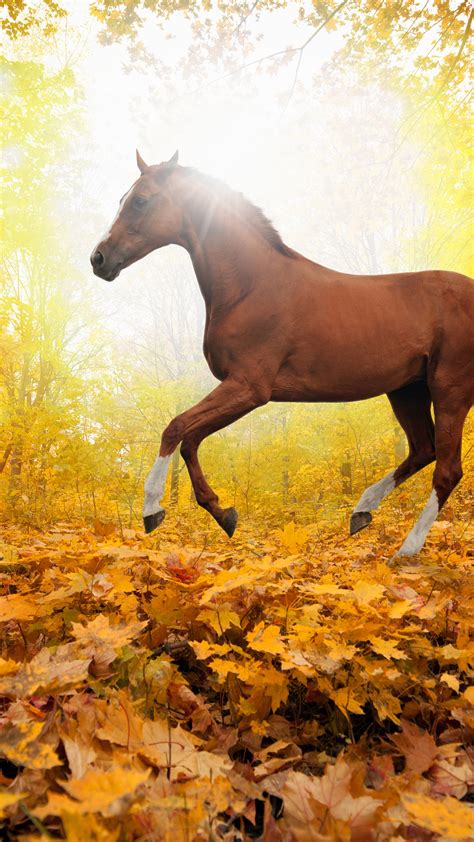 Fall Horse Wallpaper 42 Images