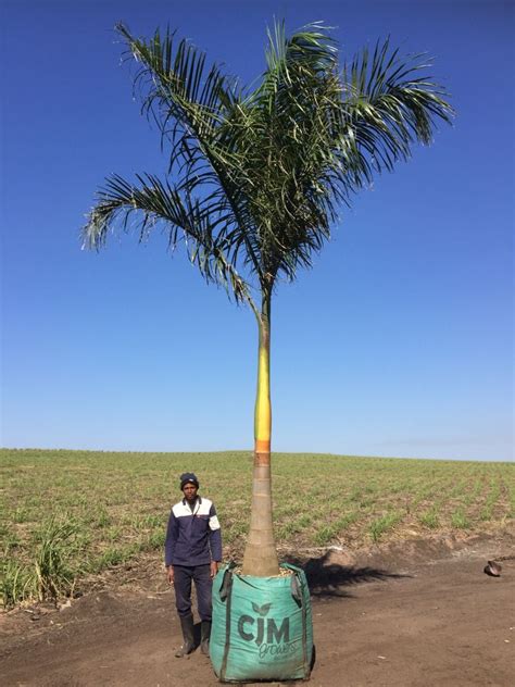 One Of Our Stunning Royal Palm Or Cuban Royal Palm Roystonea Regia