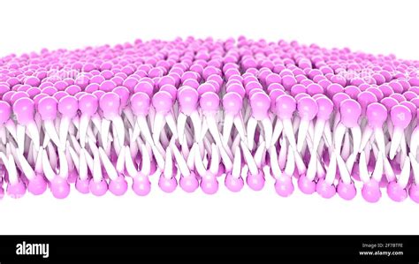 Estructura De La Membrana Plasmática De Una Célula Lípidos Y Grasas