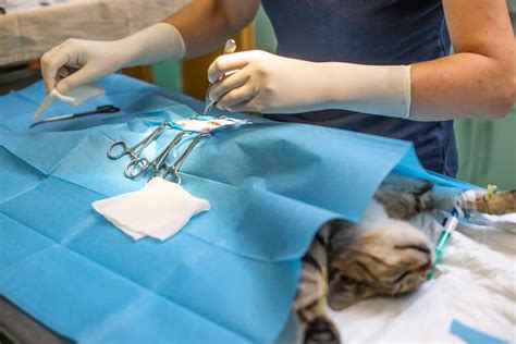 Everything You Need To Know About Tnr Trap Neuter Release Thecatsite