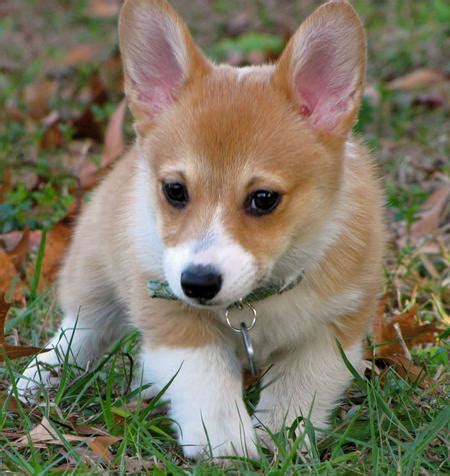 We show and trial our dogs in akc and ukc in the conformation ring, in herding, in agility, in rally, tracking, nosework, and in other sports. 50 Very Cute Pembroke Welsh Corgi Puppies Pictures And Photos