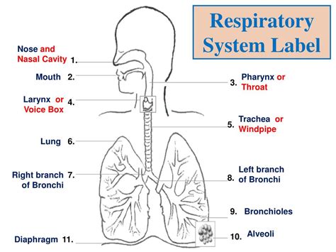 Respiratory Tract Diagram Without Labels