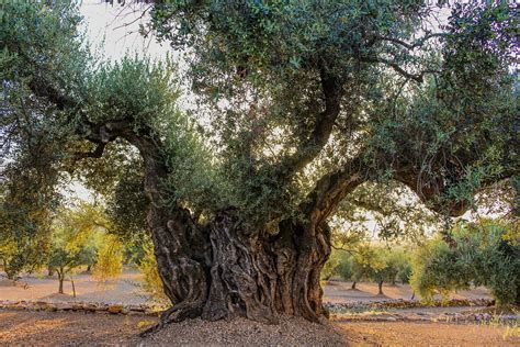 Old Olive Trees Millennial Olive Trees Olive Trees In Spain
