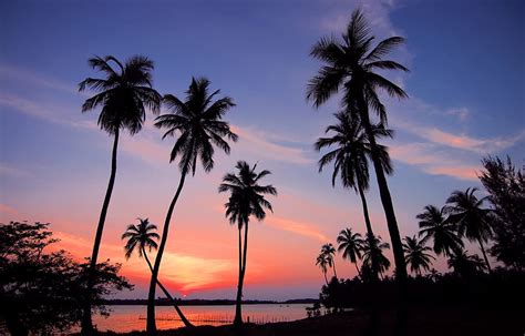 1170x2532px Free Download Hd Wallpaper Silhouette Of Coconut Trees