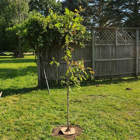 White Oak Trees For Sale