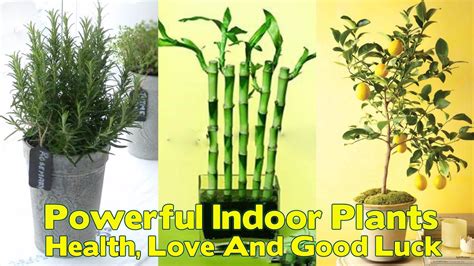 12 Powerful Indoor Plants That Are Known To Bring You Good Health Love