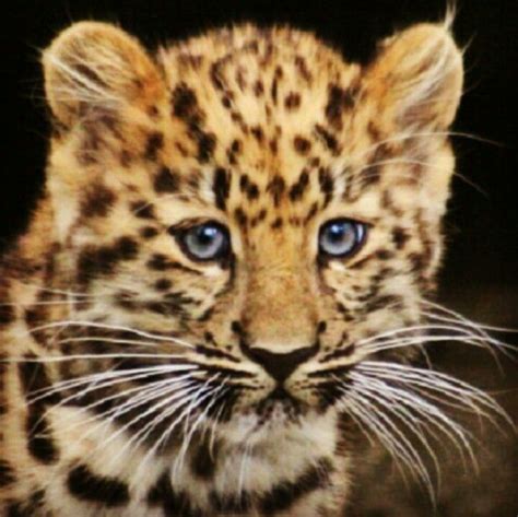 Awwits Just A Cute Little Baby Cheetah Animaux