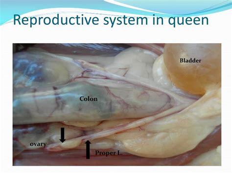Dog's bodies have big chests and small bellies and they tend to. PPT - Comparative Anatomy of Female Reproductive System in Domestic Animals PowerPoint ...