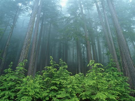 Evergreen Forest Olympic National Park Washington Trees Woodland And