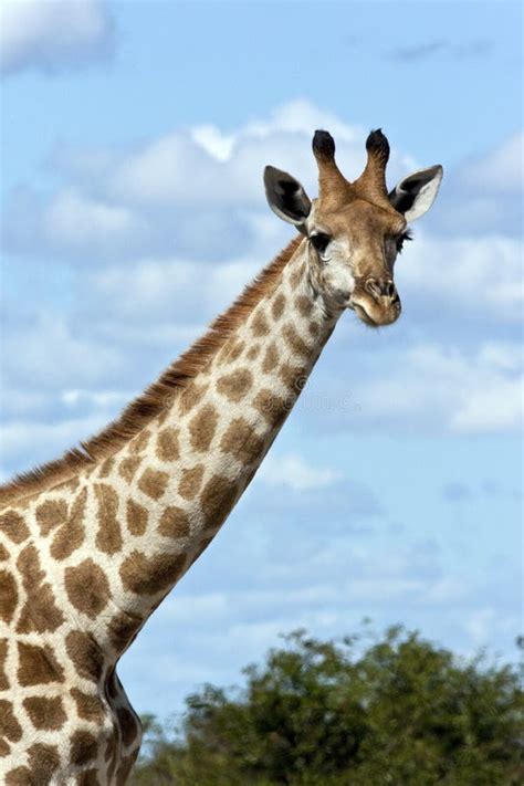 Giraffe Giraffa Camelopardalis Botswana Stock Photo Image Of