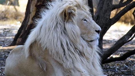 4.0 ice cream sandwich or above. White Lion Wallpapers - Wallpaper Cave
