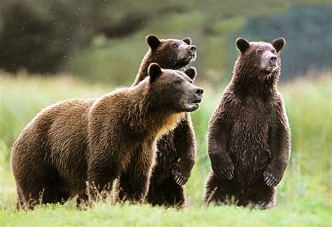 Brown Grizzly Bear Facts North American Bear Centernorth American