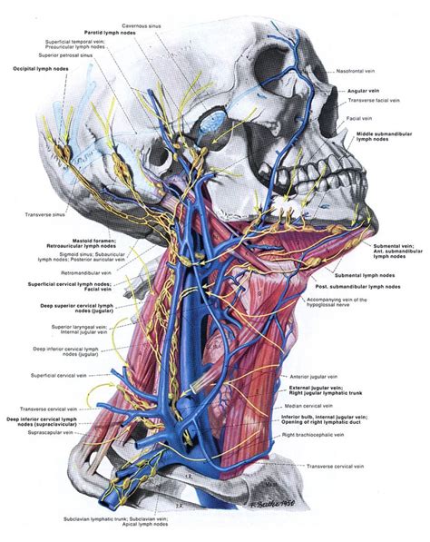 This article concerning the anatomy of the head and neck area gives you a clear structure at hand to during muscle traction, the cheeks are pulled together, which makes food move back and forth the parotid duct, the excretory duct of the parotid gland, leads to an opening on the opposite side of. Head and Neck Anatomy | Human body anatomy, Muscle anatomy ...
