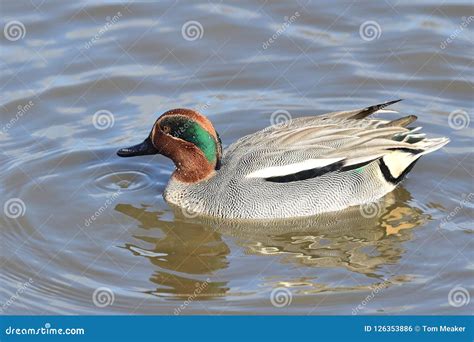 Common Teal Anas Crecca Stock Photo Image Of Dabbling 126353886