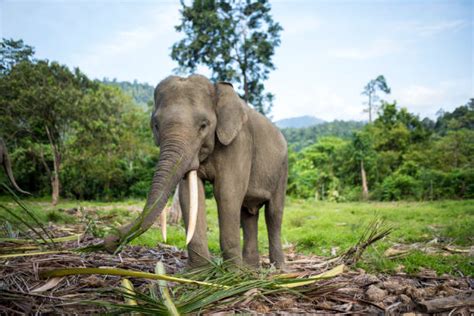 Sumatra Elephant Stock Photos Pictures And Royalty Free Images Istock