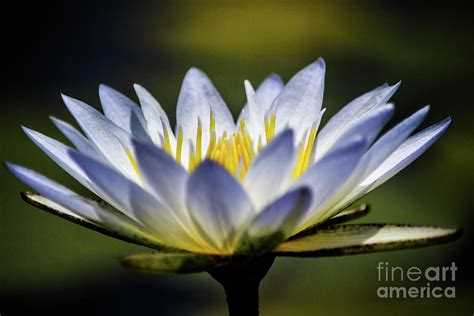 Close Up Of Water Lily Nymphaeaceae With White Leafs And Green Blurry