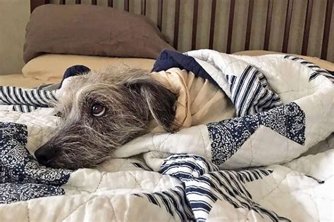 These 13 Dogs In Blankets Are Cozy Comfy And Ready For Fall Daily Paws