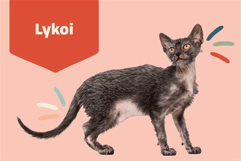 Lykoi Cat Breed Information And Characteristics Daily Paws