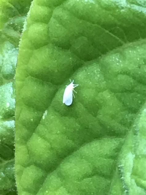 I Have These Small White Little Flying Bugs Hanging Around My Plants