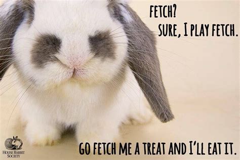 Haha Funny Rabbit Quote Funny Rabbit Pet Bunny Funny Bunnies