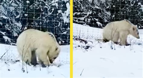 Mutant White Grizzly Bear Spotted For 2nd Time In Canada