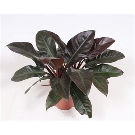 As a rule, they are diluted, adding a contrasting color to plants with variegated or silvery leaves. 130mm Imperial Red - Philodendron hybrida - Easy Care Range | Plant leaves, Philodendron, House ...