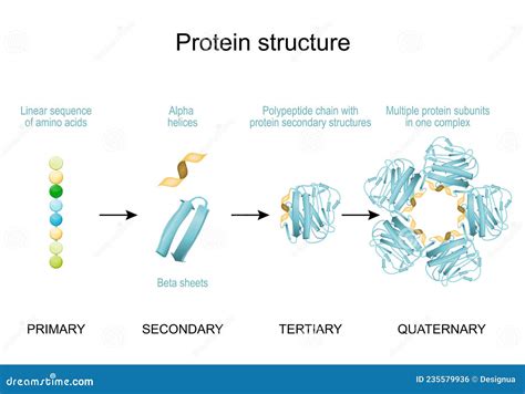 Protein Structure Levels From Amino Acid To Alpha Helix Beta Sheet