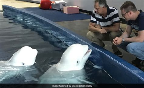 Captive Beluga Whales Make Epic Journey From China To Iceland Sanctuary