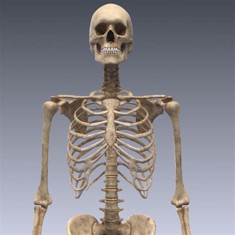 Realistic Human Skeleton Rigged 3d Lwo