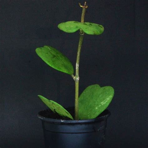 Find many great new & used options and get the best deals for hoya kerrii yellow variegated tropical plant at the best online prices at ebay! hoya kerrii - flor de cera coração