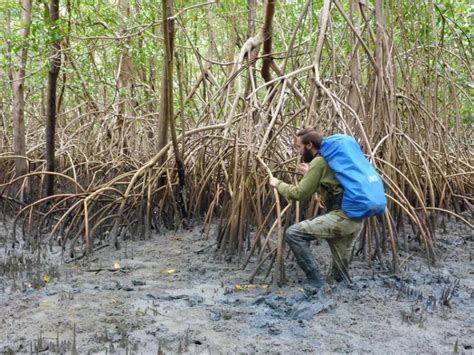 mangroves and their significance for climate protection innovations report