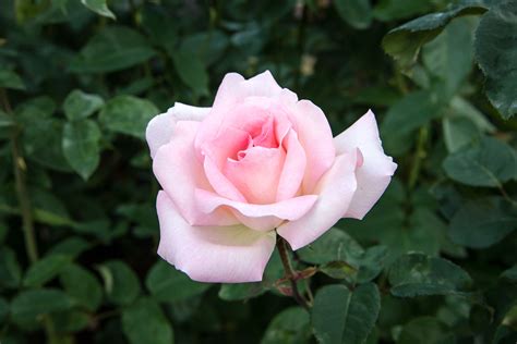 New rose cultivars are continually sent to the garden from many parts of the world and are evaluated on several. Portland Rose Garden | Rosen