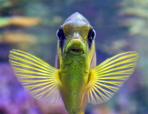 Top 10 Most Exotic Aquarium Fish In The World - Animal Hype