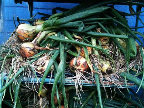 Maybe you would like to learn more about one of these? How to dry onions for winter storage | Soilman | Winter ...