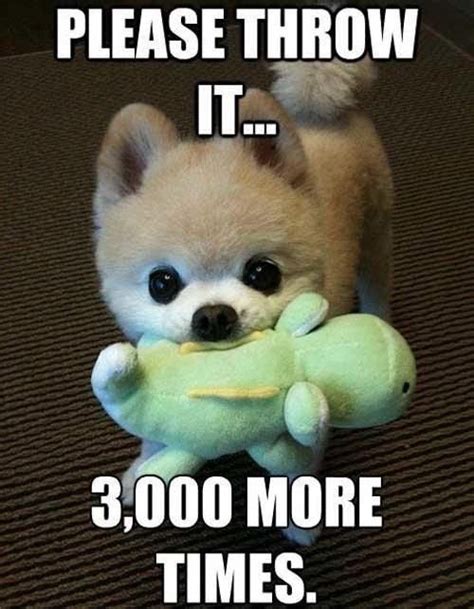 14 Hilarious And Adorable Dog Memes Guaranteed To Put You In A Good