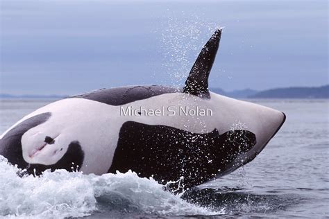 Female Killer Whale In Boundry Pass By Michael S Nolan Redbubble