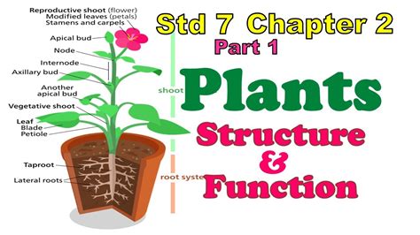 Std 7 Science Chapter 2 Plants Structure Function Part 1 7th